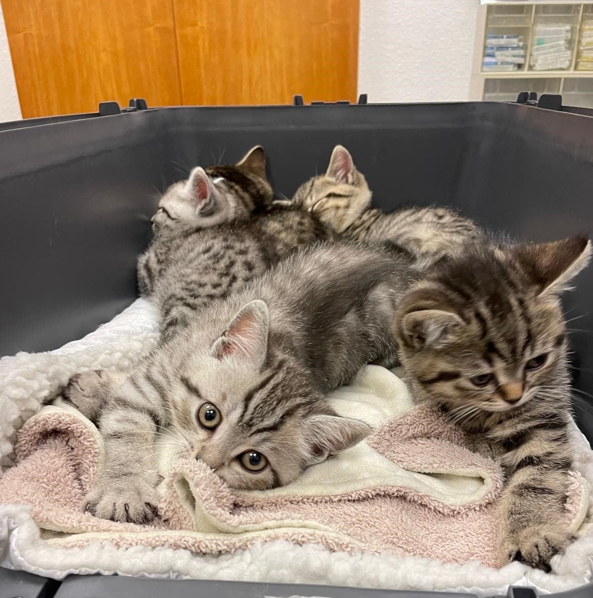 Allgemeine Sprechstunde